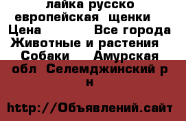 лайка русско-европейская (щенки) › Цена ­ 5 000 - Все города Животные и растения » Собаки   . Амурская обл.,Селемджинский р-н